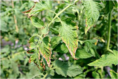Sntomas de
                      deficiencia de K en hojas de tomate
